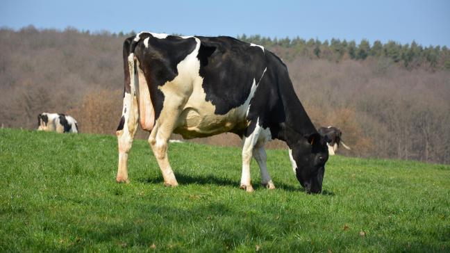 L’étude démontre que les bovins, qui valorisent essentiellement les fourrages,  sont des producteurs nets de protéines comestibles pour l’homme.  Ils en produisent plus sous forme de lait et/ou de viande qu’ils n’en consomment.