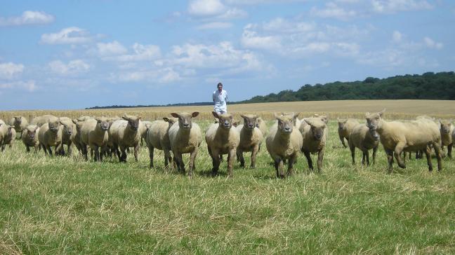 La Belgique ne produit que 16 % de la viande ovine qu’elle consomme.
