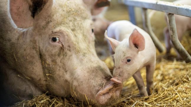 Le bien-être animal, c’est notamment la liberté physiologique avec l’absence de faim et de soif suivie de la liberté environnementale en amenant tout le confort thermique et physique nécessaire aux animaux et qui correspond à son espèce.