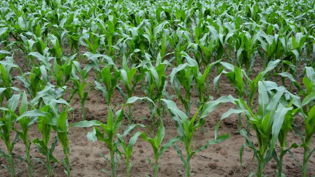La plupart des maïs sont actuellement au stade 9 ème  à 10 ème feuille visible  avec une taille de 60 cm, les fréquentes averses combinées à la douceur  des températures ayant favorisé leur croissance.