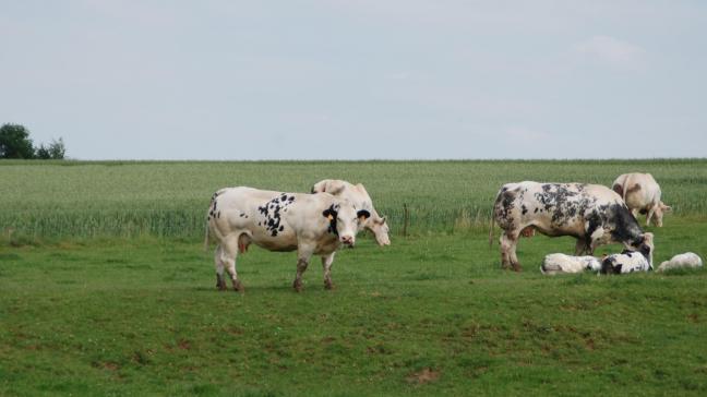 Willy Borsus s’est particulièrement ému de la charge des environnementalistesà l’encontre de la filière wallonne de l’élevage pourtant « particulièrement extensive par rapport à nos pays voisins ».