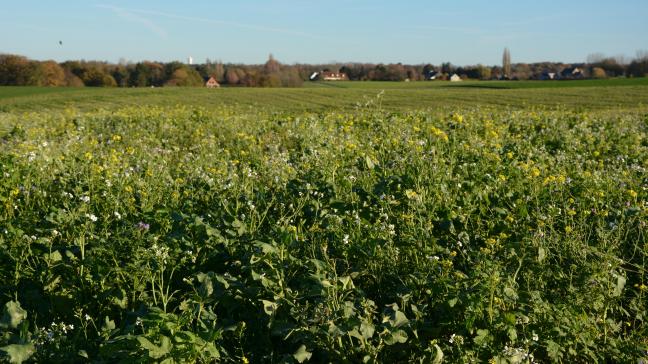Pas moins de 35.000 t de CO 2 ont été stockés durant la campagne 2020-2021, sur une surface de plus de 22.000 ha.