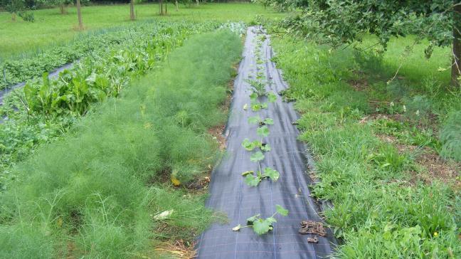 Le paillage peut être réalisé avec des matériaux disponibles sur place. Le paillage plastique est une autre solution.