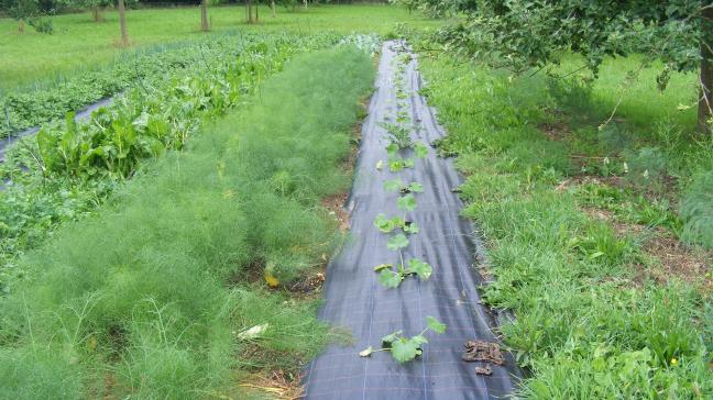 Le paillage peut être réalisé avec des matériaux disponibles sur place.  Le paillage plastique est une autre solution.