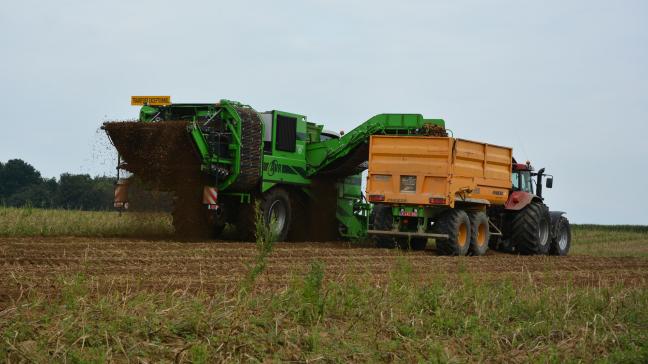 La surface dédiée aux pommes de terre a reculé mais la hausse des rendements a permis de limiter  le recul de la production.