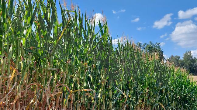 Pa rapport à l’année dernière, le maïs ensilage possède entre trois et quatre semaines d’avance selon les situations.