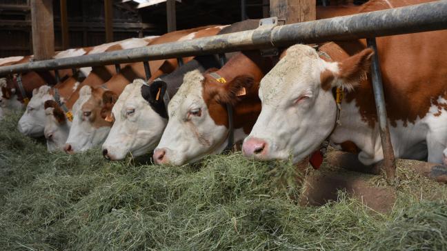 Actuellement, peu d’éleveurs laitiers manifestent une envie de se convertir à l’agriculture bio. Cela s’explique, notamment, par la similitude de prix observée entre lait bio et lait conventionnel.