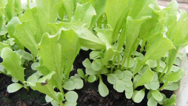 Les semis d'été et d'automne se font en plein air pour aoir des plants à racines nues ou des plants en godets ou mottes pressées.