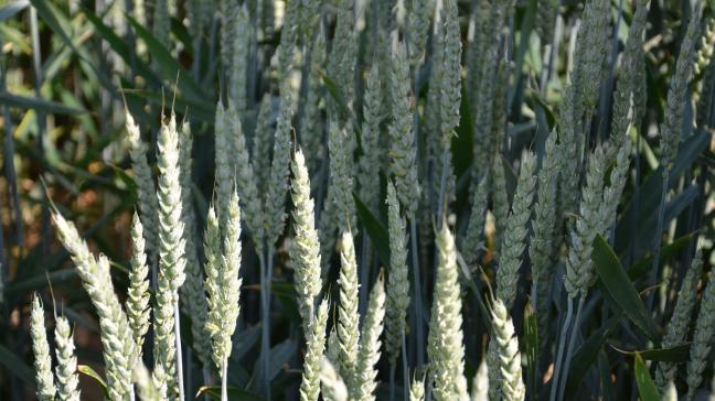 La majorité des variétés testées en froment sont des variétés de qualité boulangère afin de répondre à une demande croissante pour le froment panifiable biologique.
