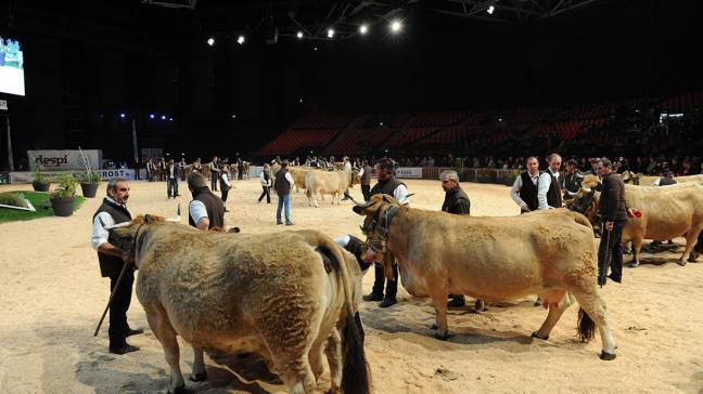 Quelque 750 bovins viande en concours et présentation dans la salle du Zénith.