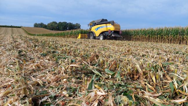 Pour les agriculteurs qui souhaiteraient valoriser le maïs en grain humide ou en épi broyé,  la récolte doit s’envisager au plus vite lorsque la météo le permettra.