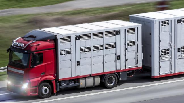 En porcs, la diminution importante du nombre de cochettes laisse présager une réduction du nombre d'animaux reproducteurs pour les années à venir en Europe.