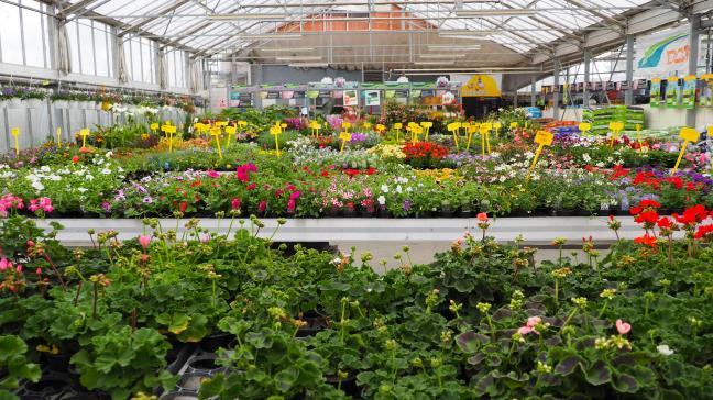 Les jardineries et les pépiniéristes/horticulteurs sont les canaux de distribution les plus cités par les répondants à l’enquête.
