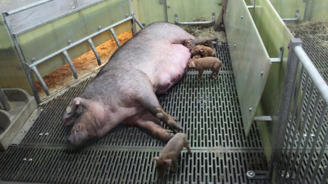 Duroc d'Olives prétend être la première exploitation porcine non biologique  de Flandre à fonctionner entièrement sans cage.