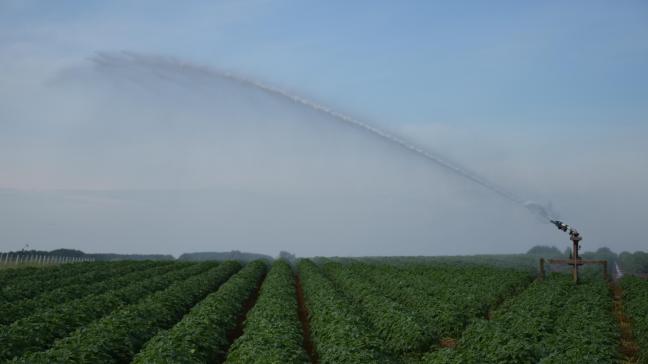Les prix des pommes de terre ayant été élevés en 2021, un bénéfice excédentaire doit être déclaré pour les grandes exploitations de pommes de terre.