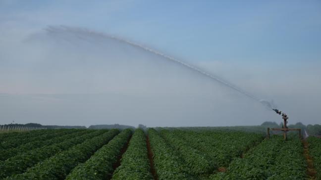 Les prix des pommes de terre ayant été élevés en 2021, un bénéfice excédentaire  doit être déclaré pour les grandes exploitations de pommes de terre.