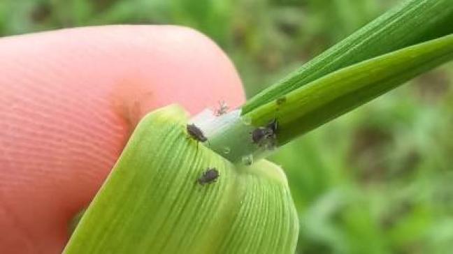 Pucerons cachés dans les gaines d’une plantule d’escourgeon.