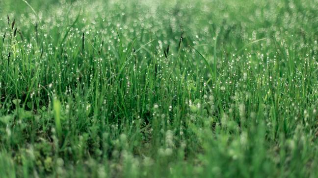 Les hivers pluvieurs dans nos contrées favorisent la percolation du nitrate dans le sol.