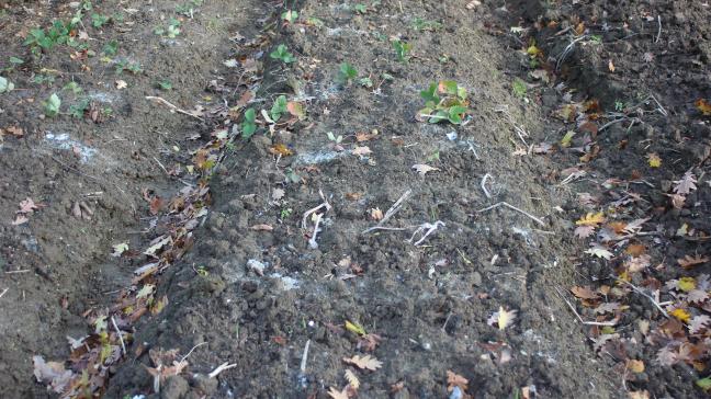 Les ados peuvent être plantés bien avant les conditions hivernales. Cet ados comprend une plantation de fraisiers bien apparente et une plntataion d'ail d'automne non encore levée. Pour ces deux cultures, il importe que les racines ne soient pas installées dans un sol qui risque d'être gorgé d'eau durant une longue période.