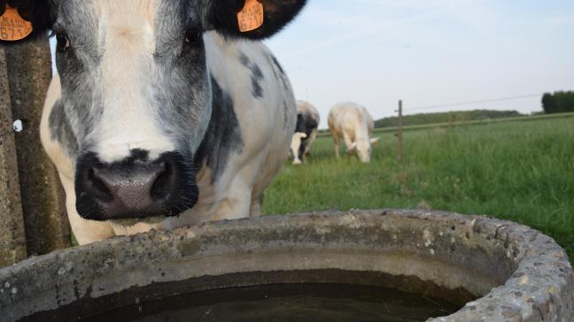 Que ce soit en élevage laitier ou viandeux, la qualité de l’eau est importante.