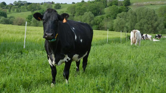 Contrairement à la Nouvelle-Zélande, la Wallonie n’a pas pour ambition  de mettre en place une taxe sur les pets et rots de vaches et moutons.