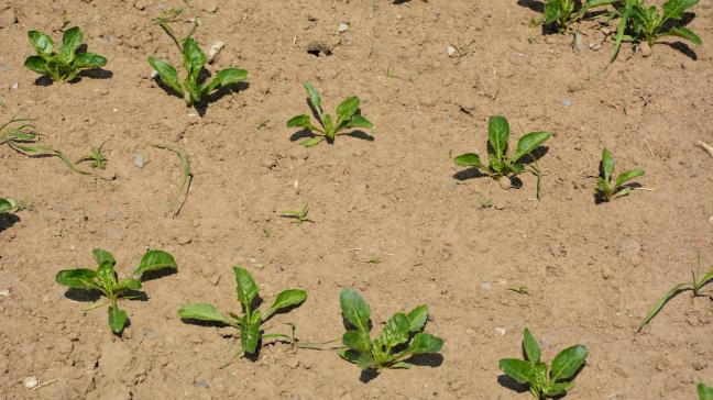 Les changements climatiques rappellent combien il est impératif de conserver la structure et l’humidité du sol afin que la betterave puisse se développer et aller chercher l’eau où elle se trouve, c’est-à-dire en profondeur.