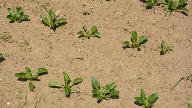 Les changements climatiques rappellent combien il est impératif de conserver la structure  et l’humidité du sol afin que la betterave puisse se développer et aller chercher  l’eau où elle se trouve, c’est-à-dire en profondeur.