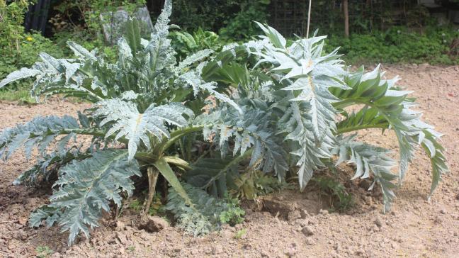 Certains légumes restent à la même place plusieurs années de suite.