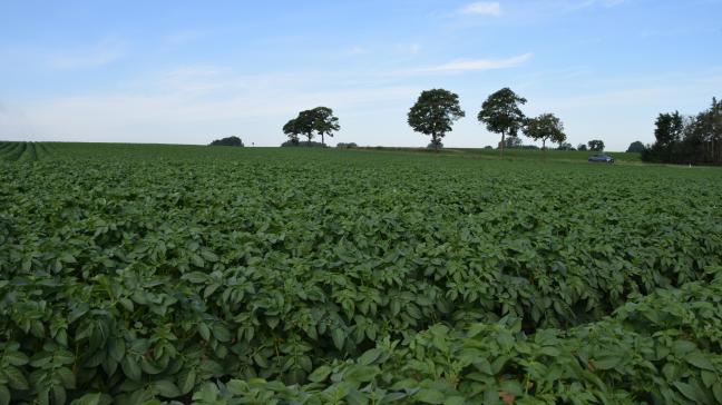 La hausse de la demande des industriels pour la campagne 2023-2024,couplée à des prix de contrats en nettes hausses, devrait persuader les producteurs de continuer de planter et de produire des pommes de terre.