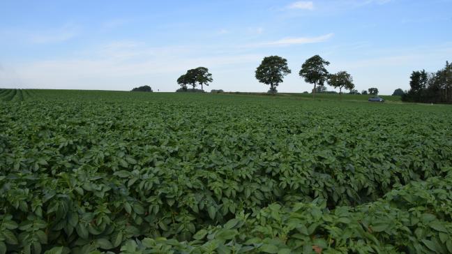 La hausse de la demande des industriels pour la campagne 2023-2024,couplée à des prix  de contrats en nettes hausses, devrait persuader les producteurs de continuer  de planter et de produire des pommes de terre.