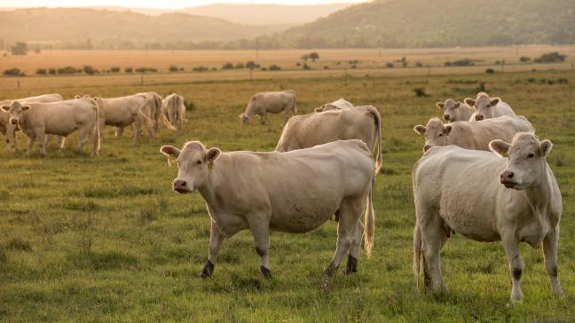 Plusieurs pays européens souhaitent que soit prévu un chapitre relatif  à un système alimentaire durable conditionnant l’octroi de préférences tarifaires  pour la viande bovine et ovine australienne (des produits sensibles pour  les Européens) au respect d’une exigence de durabilité sur l’agriculture pastorale.