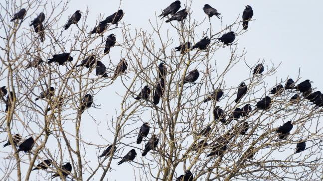 En 10 ans, selon les chiffres du Lifewatch de l’Université catholique de Louvain,  la population de corneilles noires a augmenté de 12 % ; celle de la pie bavarde  de 14 %, celle du corbeau freux de 96 % et celle des choucas de 150 %.