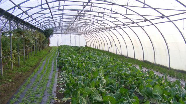 Les tuyaux d'irrigation sont à nettoyer pour enlever les dépôts minéraux et déloger les biofilms accumulés. Deux objectifs recourant à des produits complémentaires à utiliser l'un après l'autre.