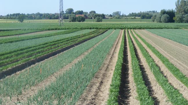 Il est difficile de produire une très large gamme de légumes différents. Des choix sont  nécessaires pour permettre l