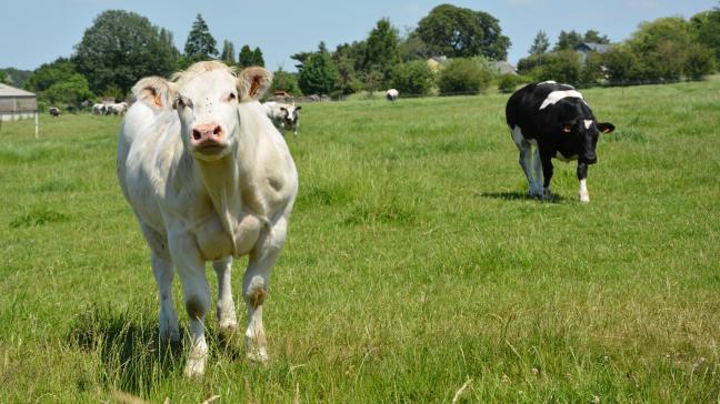 L’objectif ultime du programme de contrôle est d’éradiquer complètement l’IBR.