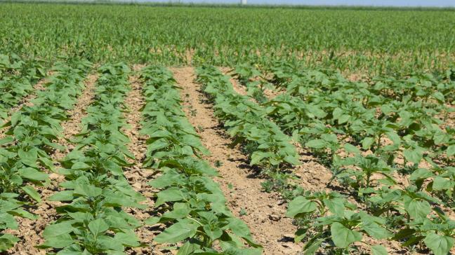 Le S-métolachlore est principalement utilisé comme herbicide sur le maïs et le tournesol.