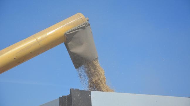 La récolte de blé est estimée à 784 millions de tonnes pour 2023.