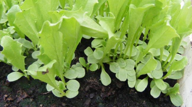 Les plants nus (élevés en pleine terre et non en mottes pressées ou en pots) sont arrosés copieusement plusieurs heures avant l'arrachage. Le déterrage est alors plus facile, le chevelu racinaire est mieux respecté, la reprise après repiquage sera améliorée.