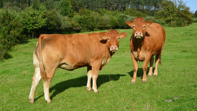En attendant l’entrée la publication du nouvel arrêté ministériel, il est déjà vivement recommandé de faire dépister les animaux provenant de territoires à risques.