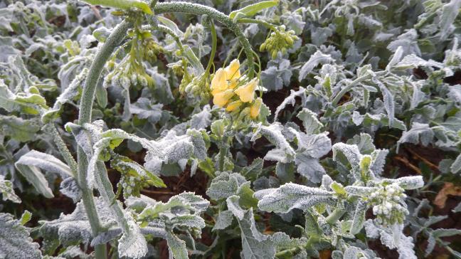 Effet du gel nocturne sur une plante de colza présentant déjà des fleurs (tige courbée).