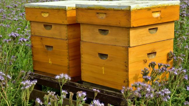 Quelque 46% des miels importés dans l’UE ne seraient pas conformes aux exigences de la directive européenne sur le miel.