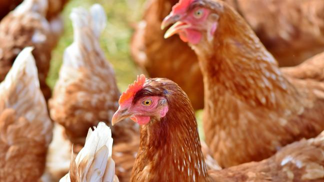 Les poules pondeuses font partie des animaux pour lesquels la législation européenne fixe des règles spécifiques.
