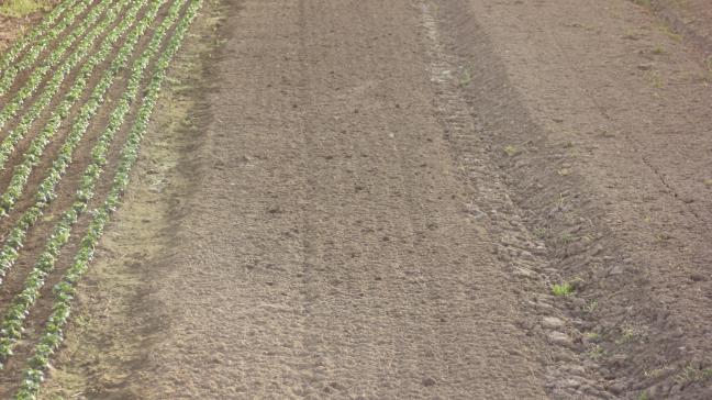 En travaillant le terrain par bandes, la structure du sol reste très favorable. Si possible faisons quelques faux semis pour diminuer l'enherbement.