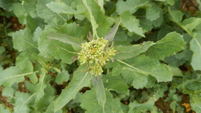 Au niveau des plantes, les comptages indiquent une présence des méligèthes assez variable.