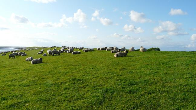 paysage agri_moutons