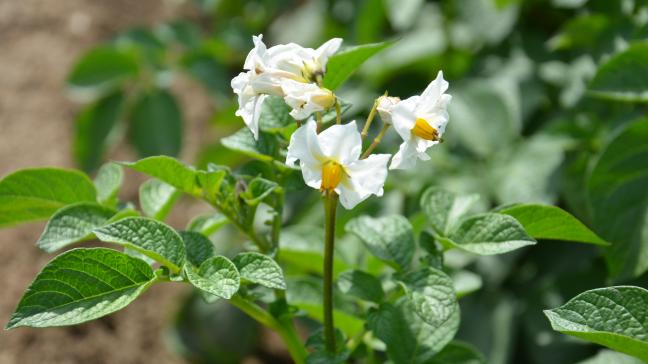 La floraison indique la fin de la croissance des tiges. C'est un repère sur la végétation et son développement dans la partie aérienne de la plante. Il y a des liens avec le développement des stolons et tubercules, mais très variable selon les variétés et les années culturales.