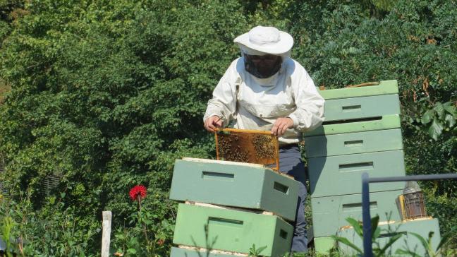 beekeeper-941688