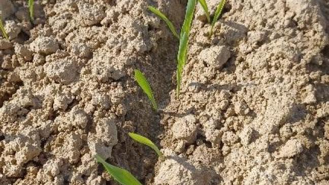 Dans les conditions de référence, et si les reliquats azotés moyens en sortie d’hiver sont de l’ordre 60 kg N/ha sur 90 cm, la fumure conseillée est de 90 kg N/ha à la levée voir au début du tallage dans les meilleures conditions possibles (avant les pluies) et de préférence en solide.