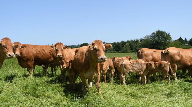 Pour la 7 e  année consécutive, le cheptel européen de vaches étaient en recul en 2022.