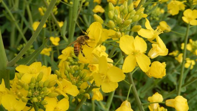 Les abeilles sont de sortie et assurent la pollinisation de fleurs. La lutte contre le sclérotinia s’effectuera donc en dehors des heures de butinage.